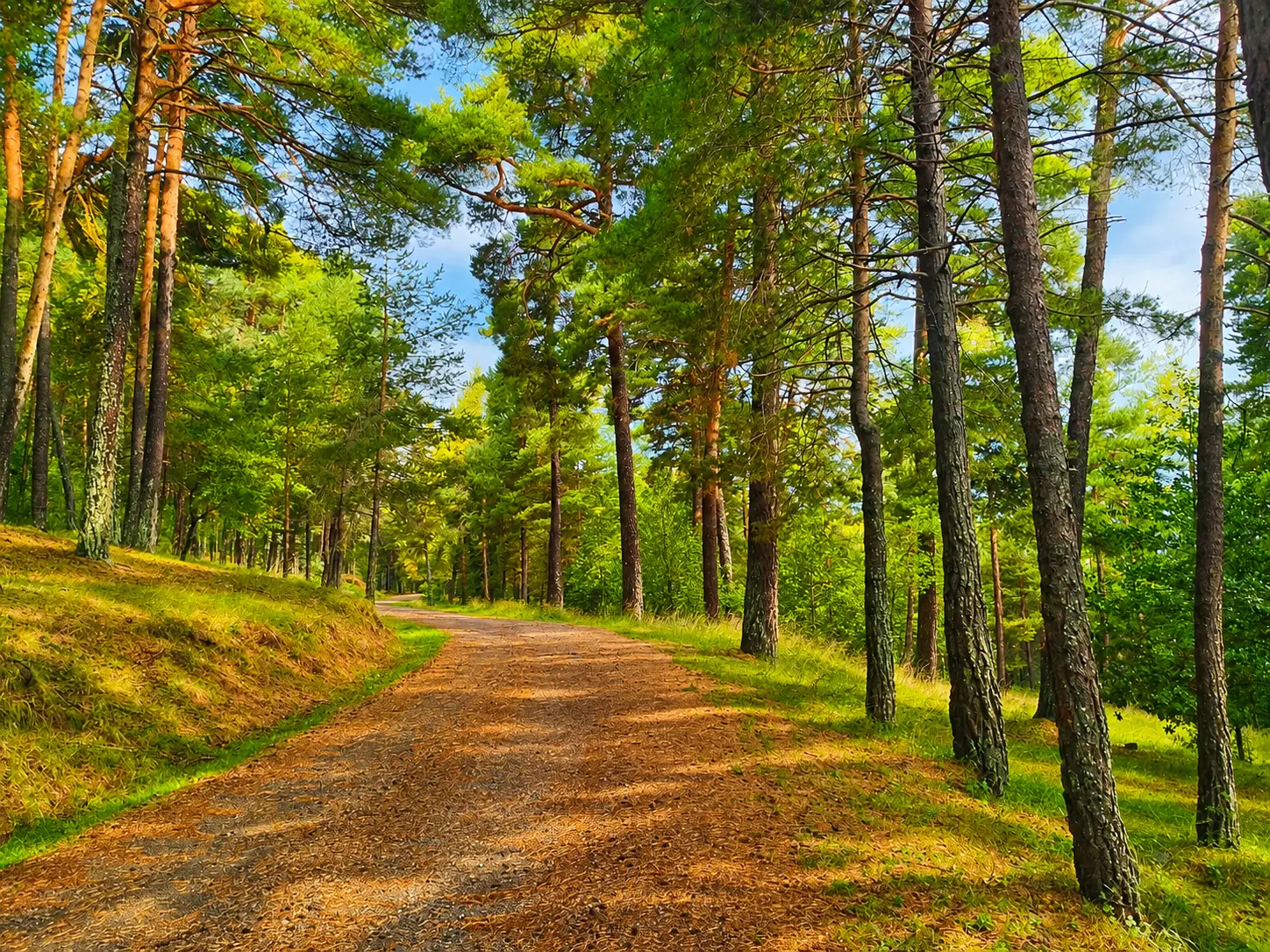 Ruta senderista entre pinos en el Valle de la Garcipollera