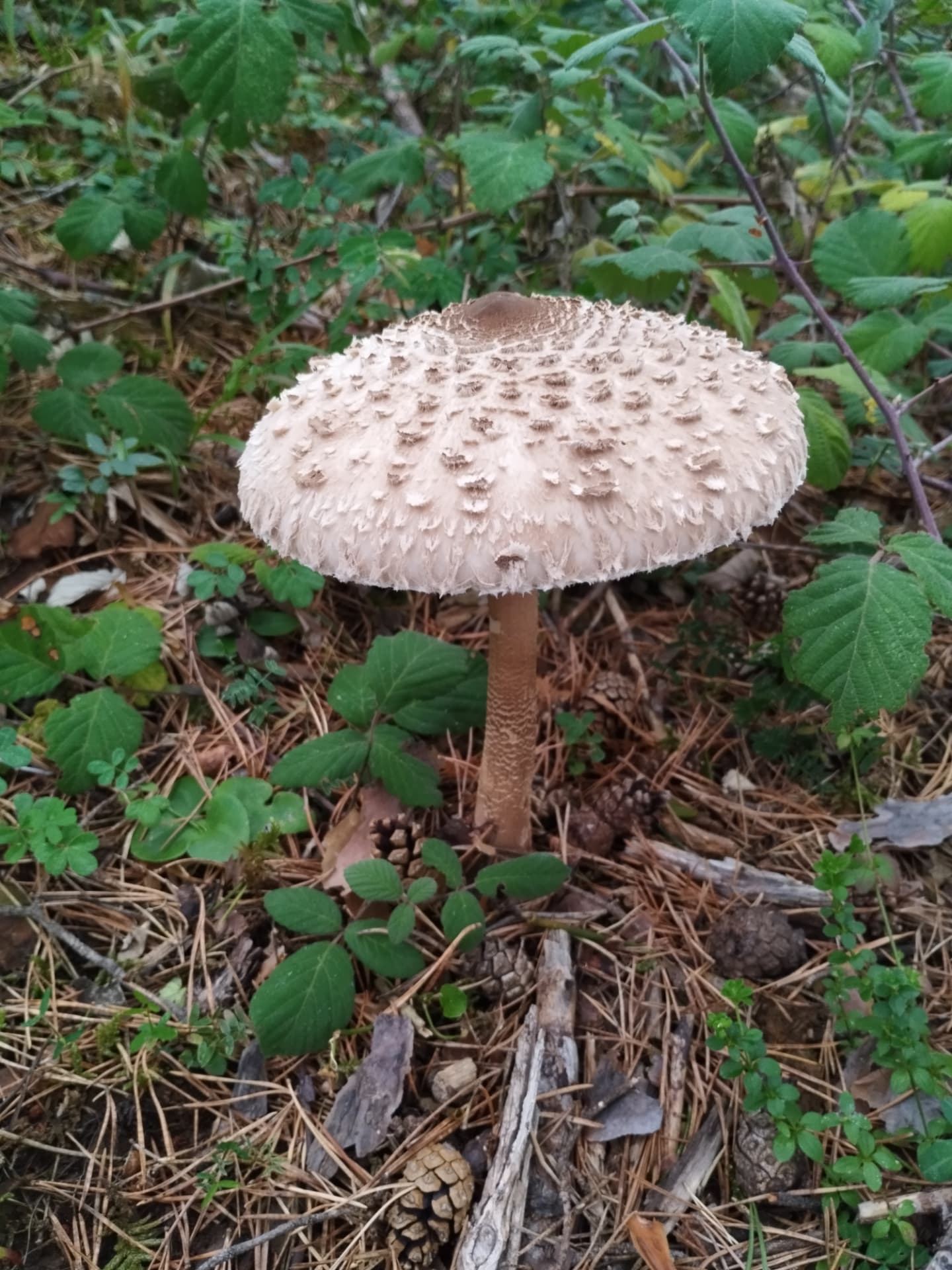 Seta en el bosque del Pirineo Aragonés cerca de Villanovilla